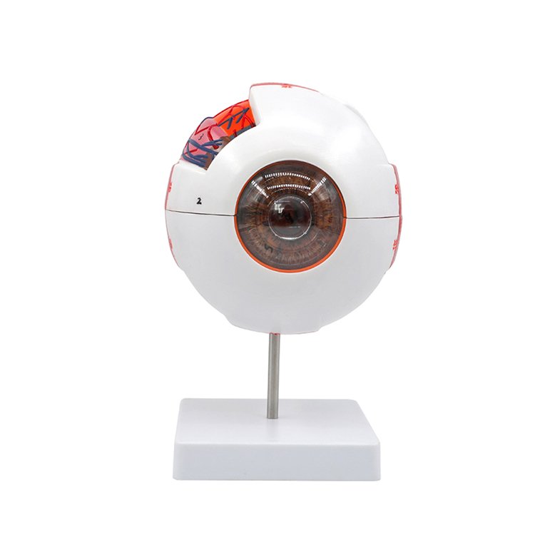 EB-1 Eye ball model