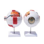 EB-1 Eye ball model